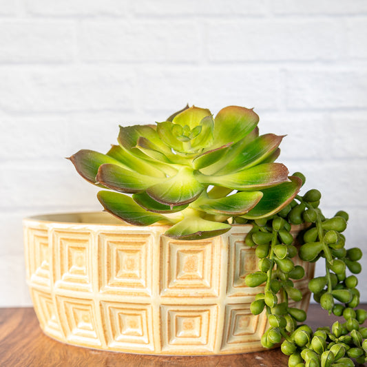 'Banilla' Bonsai/Succulent Planter