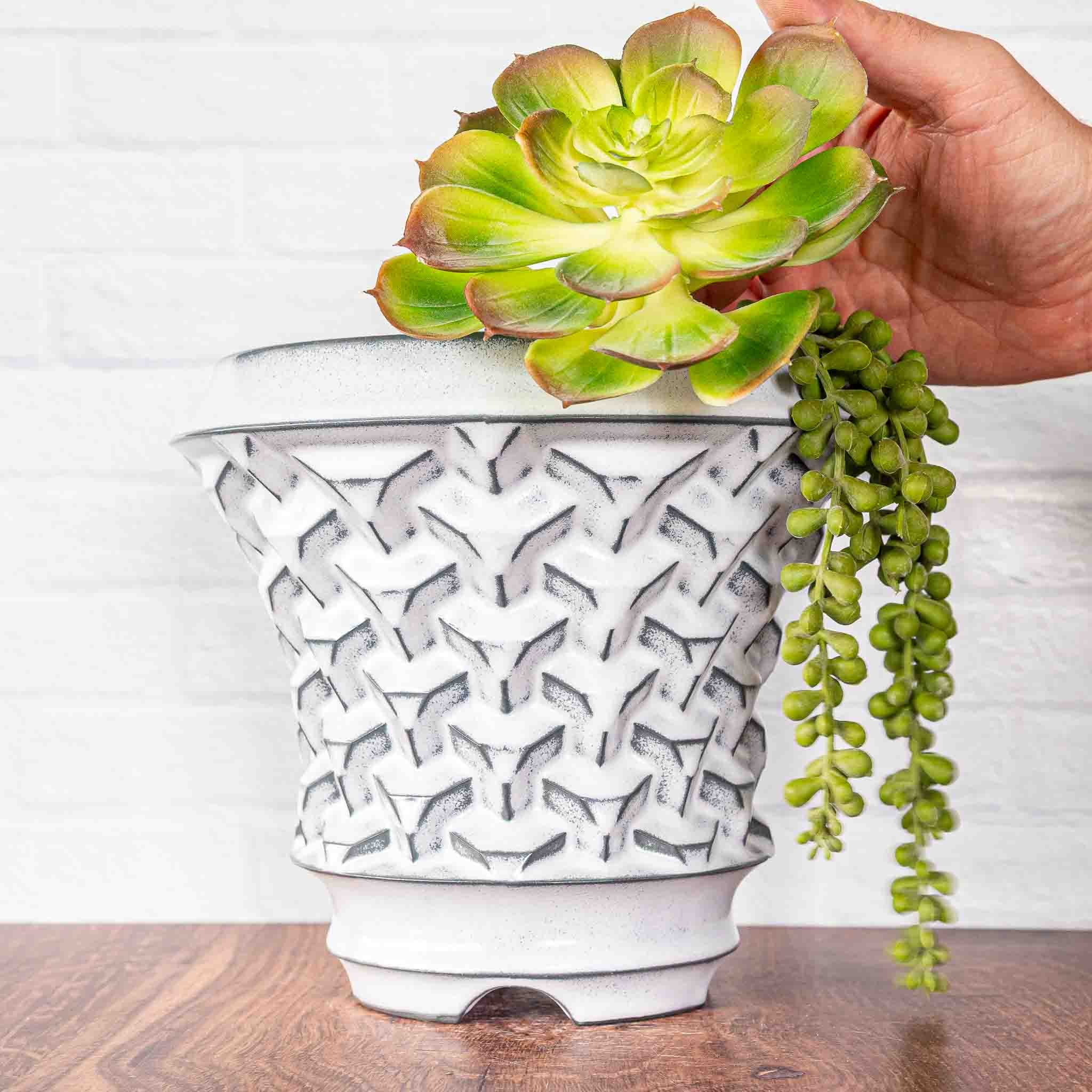 Agave Planter